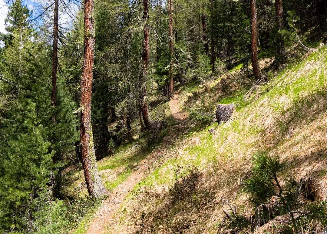 Passeggiate nei boschi